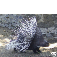 گونه تشی Indian Crested Porcupine